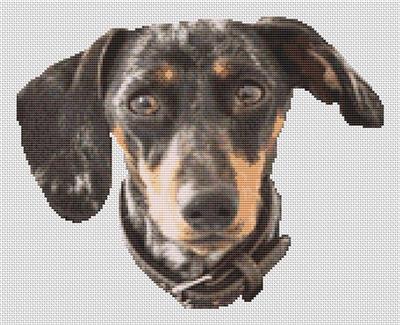 (image for) Black Dappled Dachsund